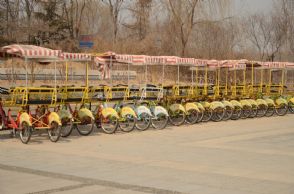 菏泽牡丹园赏牡丹 公共自行车环保更方便