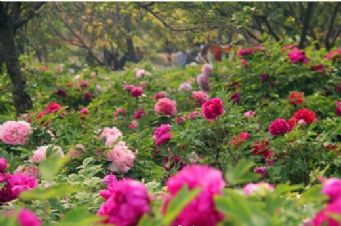 周末菏泽赏花游客超15万人次