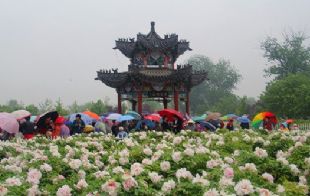 菏泽牡丹园：8万游客大军雨中赏花
