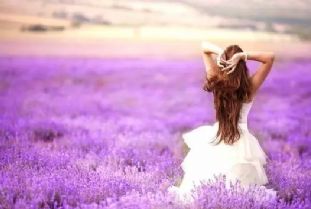 ◆菏泽紫色薰衣草花海 浪漫圣地梦幻开启