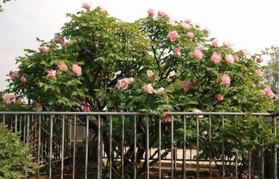 菏泽百花园400年牡丹树图片_百年牡丹花图片