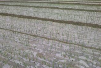 菏泽地区大蒜小麦长势良好