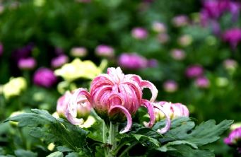 菏泽第三届菊花文化旅游节 正是赏菊好时节