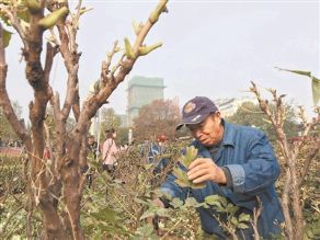 洛阳牡丹冬季栽植养护工作月底将完成