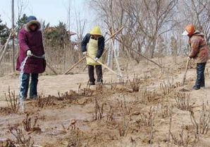 备战2017菏泽牡丹花会 曹州牡丹园增植万余株牡丹