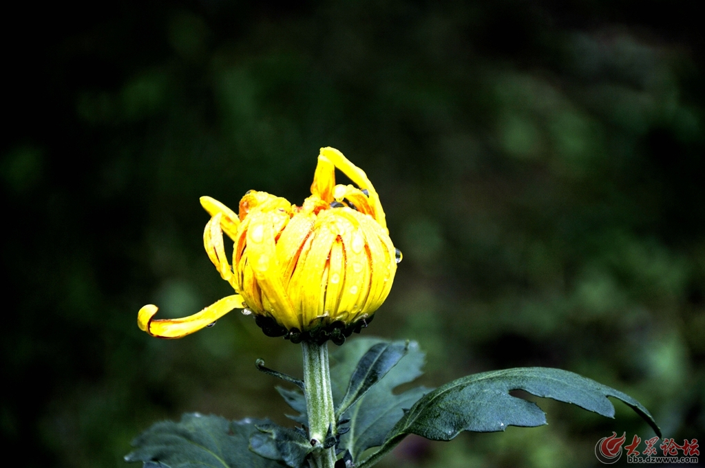 菏泽第三届菊花文化旅游节盛开的菊花