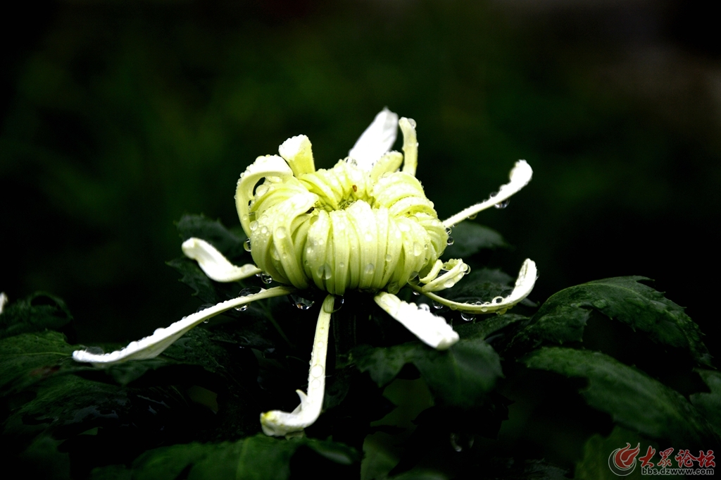 菏泽第三届菊花文化旅游节盛开的菊花