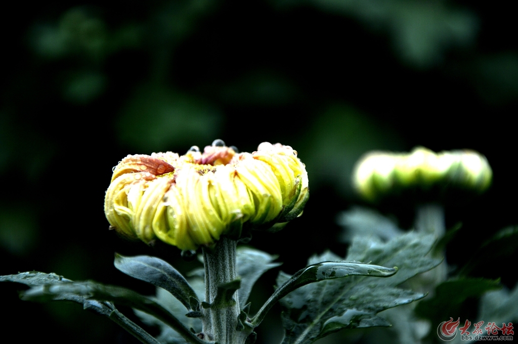 菏泽第三届菊花文化旅游节盛开的菊花