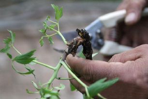 【图解】菏泽催花牡丹全过程，牡丹催花技术方法原来是这样的