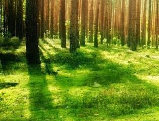 菏泽市2016年度林地变更调查工作12月26日全面启动