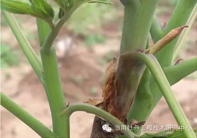 油用牡丹茎腐病