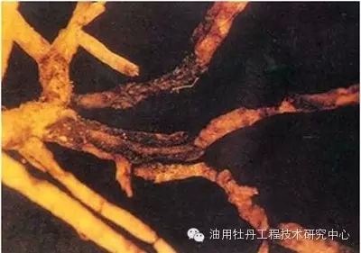 油用牡丹根腐病