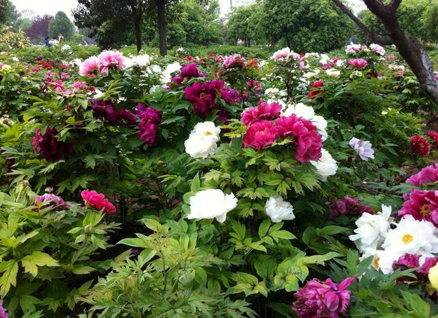 2017菏泽牡丹花会时间和2017菏泽牡丹花会开幕式时间