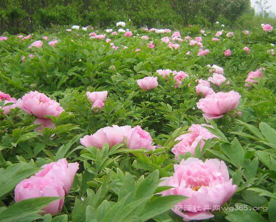 2017菏泽牡丹节什么时候最好看？2017菏泽牡丹节最佳观赏时间