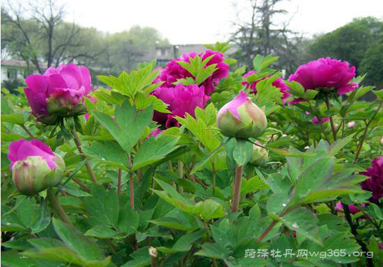 2017菏泽牡丹节什么时候最好看？2017菏泽牡丹节最佳观赏时间