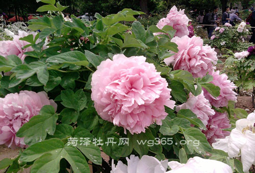 2017菏泽牡丹节门票价格/时间/赏花地点/开幕式_2017菏泽牡丹节详情