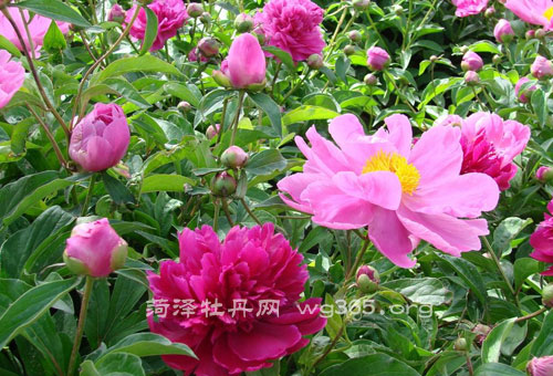 2017菏泽牡丹节是什么时候？2017菏泽牡丹花会时间