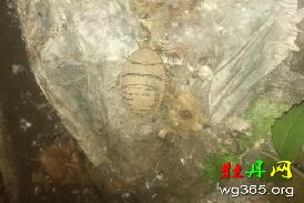 捉到土鳖一枚~