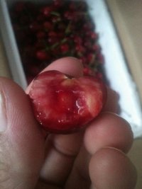 五莲大樱桃 源产地采摘 当天发货！