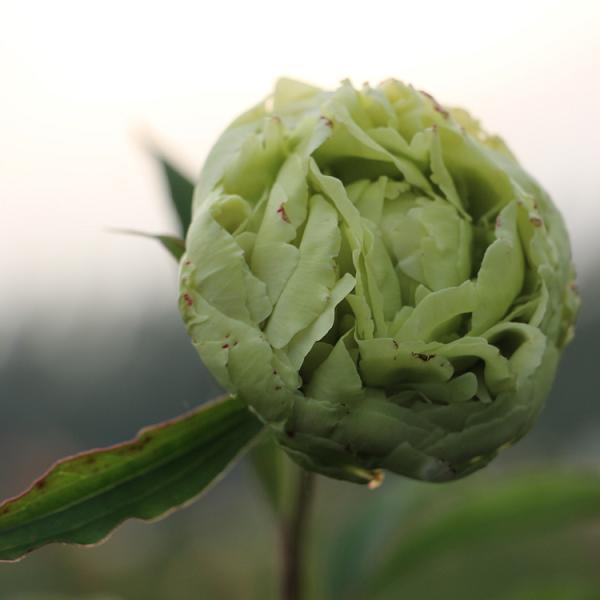 绿宝石芍药苗批发多少钱一株