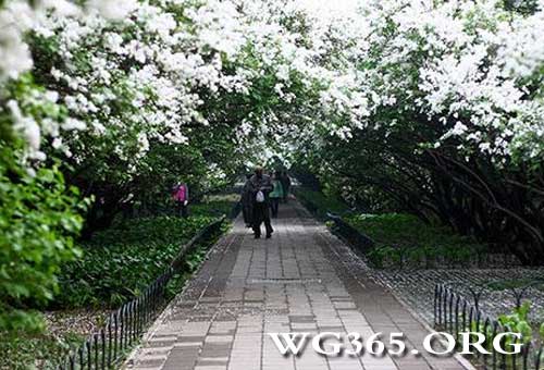 天坛公园丁香林