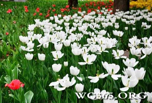 中山公园郁金香节