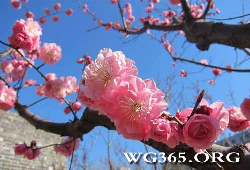 明城墙遗址公园赏梅花