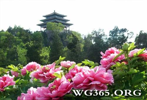景山公园赏牡丹