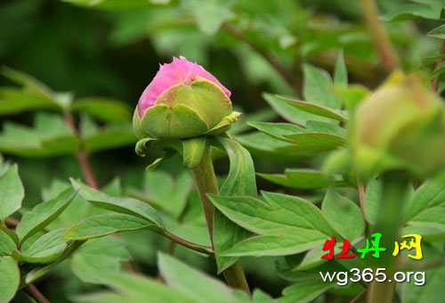 清明节小长假，即将开放的菏泽牡丹