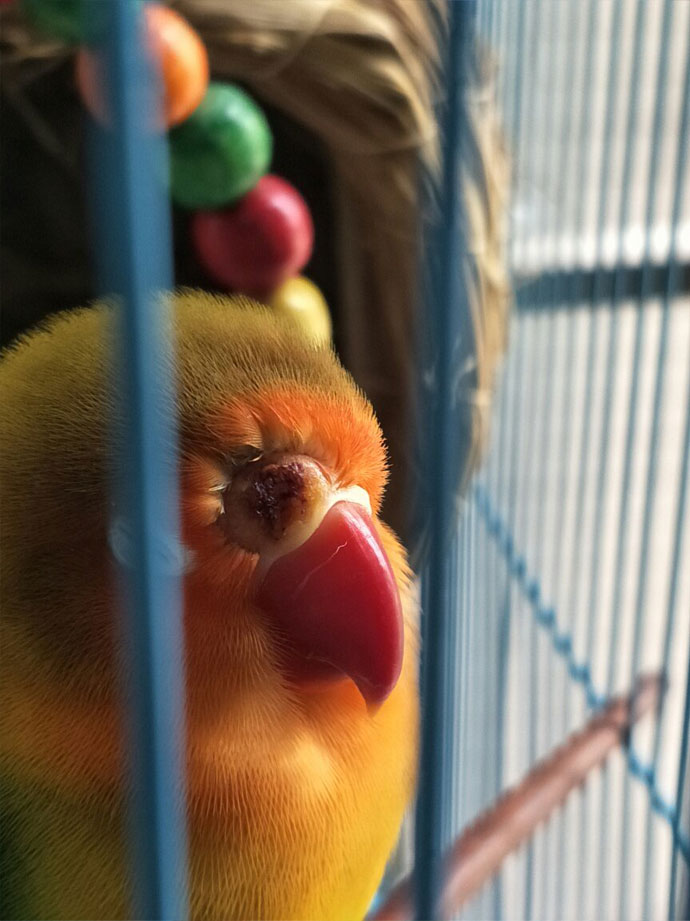 牡丹鹦鹉