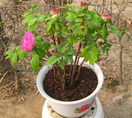 盆栽牡丹花批发价格