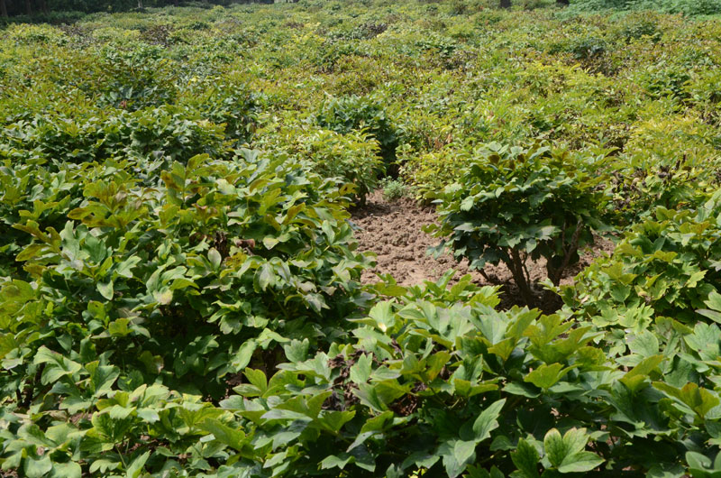 菏泽牡丹种植基地实景展示