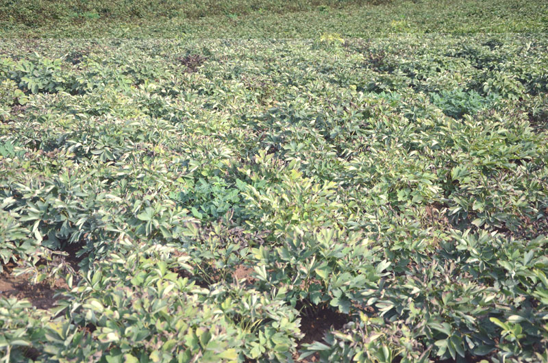 菏泽牡丹种植基地实景展示5