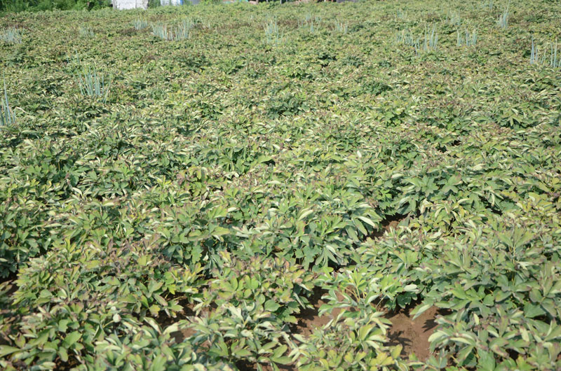 菏泽牡丹种植基地实景展示4