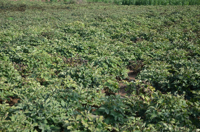 菏泽牡丹种植基地实景展示