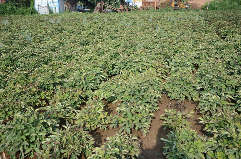 菏泽牡丹种植基地实景展示