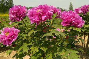 牡丹什么时候开花季节？牡丹开花季节及花期介绍