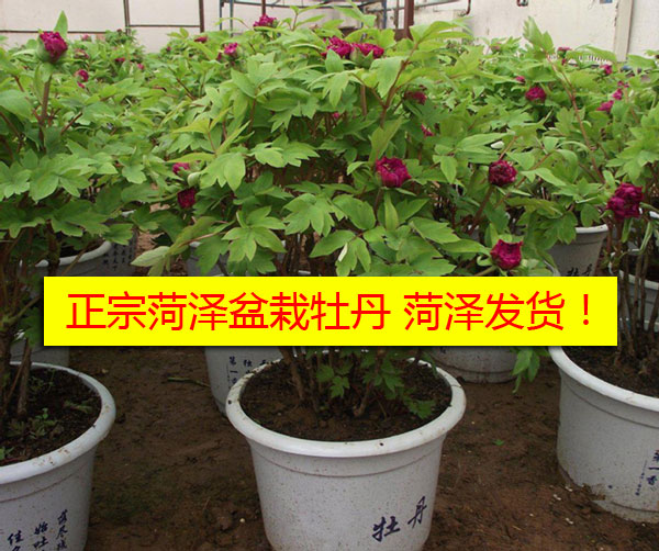 菏泽盆栽牡丹花价格.jpg