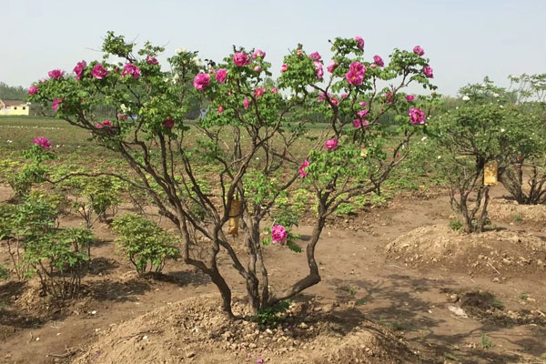 菏泽牡丹种植基地：80年醉荷莲牡丹树