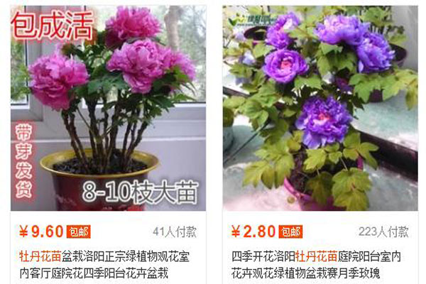 这些低价“观赏牡丹花苗”不要买