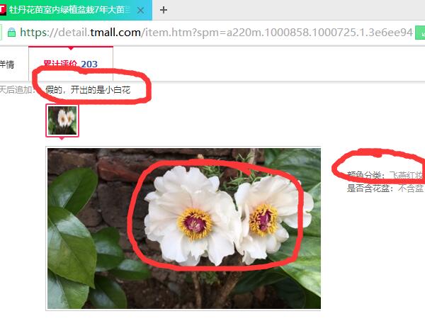 花友买到的假观赏牡丹花苗.jpg