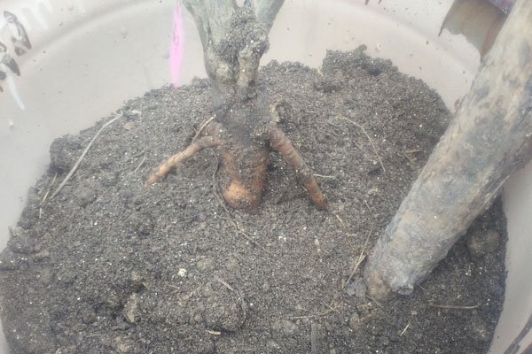往花盆填入准备好的盆栽土，并用木棍捣实，以便牡丹根部与土壤充分接触