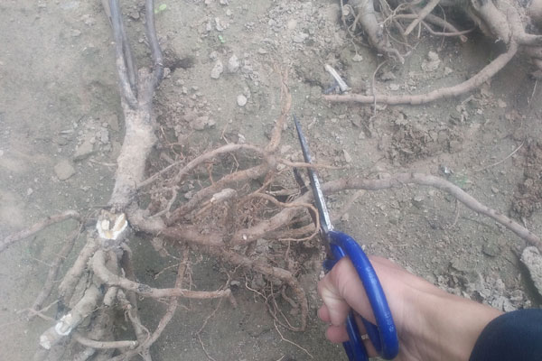 根据花盆的大小适当修剪牡丹过长的根系