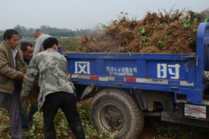 2019年菏泽牡丹花苗批发价格快来了解一下！