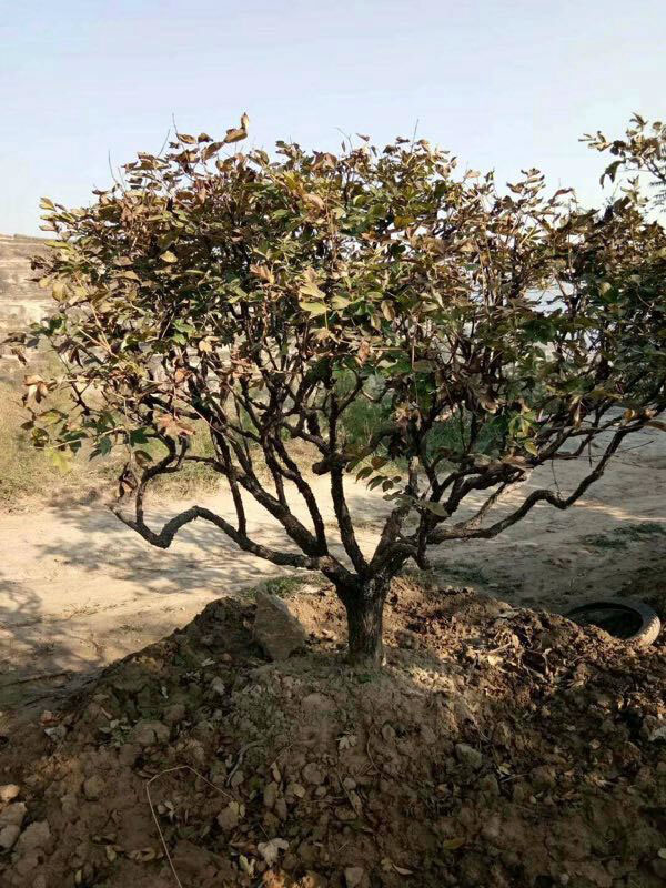 百年牡丹树价值几何？