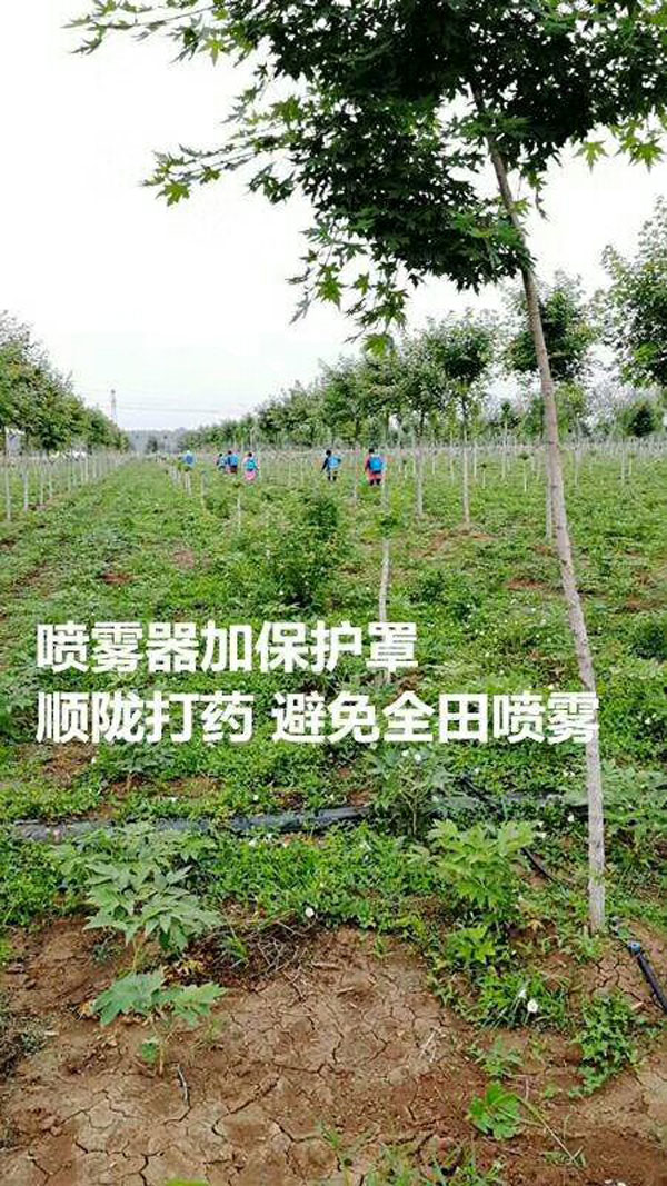 牡丹专用除草剂使用方法