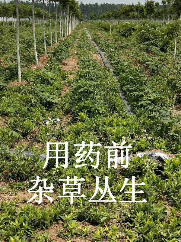 牡丹专用除草剂用药前