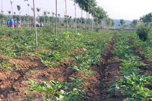 油牡丹能用除草剂吗？油用牡丹用什么除草剂好？