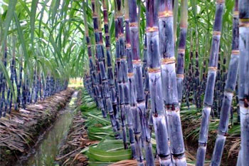 山东菏泽北方甘蔗种植基地联系方式