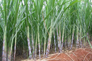 北方甘蔗种植技术方法（详细）